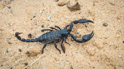 live black scorpion (Emperor Scorpion)