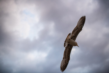 Seagull