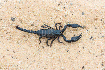 live black scorpion (Emperor Scorpion)