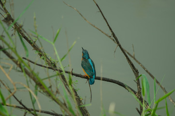 Common kingfisher perching on the branch