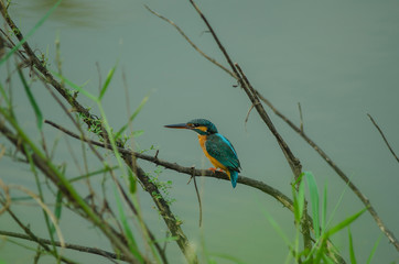 Common kingfisher perching on the branch