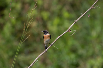 beautiful male Eastern Stonechat
