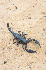 live black scorpion (Emperor Scorpion)