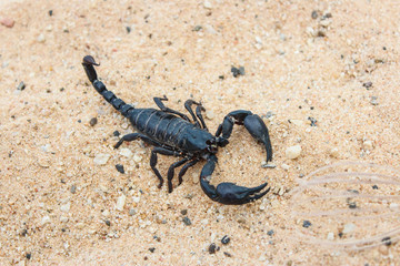live black scorpion (Emperor Scorpion)
