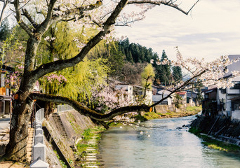 Naklejka premium Japanese village canal with early sakura blossom