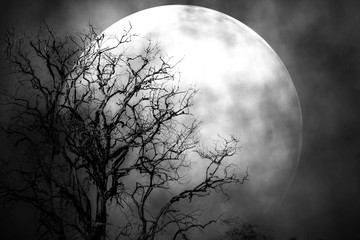 Naklejka premium Księżyc w nocy przerażający z natury.