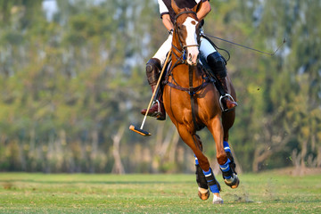 The player and the horse in the polo