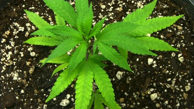 Time lapse of Marijuana clone growing