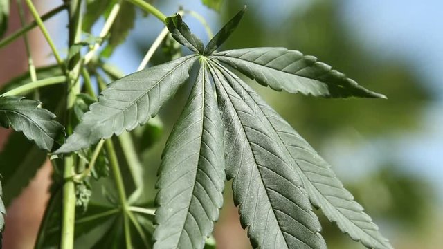 Marijuana leaf blows in the wind