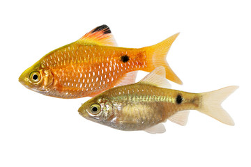 Rosy Barb Male Pethia conchonius freshwater tropical aquarium fish 