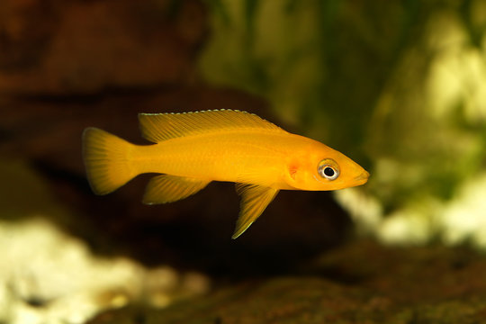 Lemon cichlid Neolamprologus leleupi yellow aquarium fish 