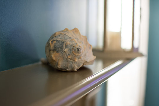 Conch shell on fireplace mantle