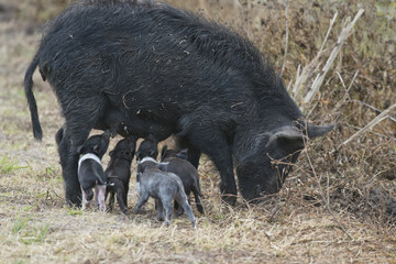 Wild hog with cute piglets