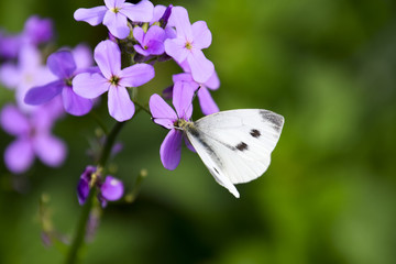 a Butterfly cabbage pollinates a purple flower