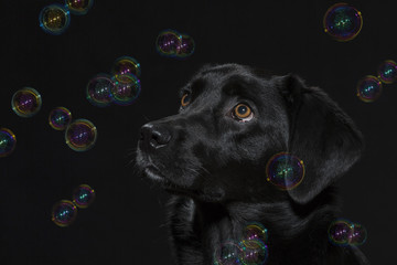 Portrait eines schwarzen Labradors mit Seifenblasen