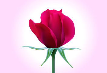 Red Rose. vector illustration of a red rose,