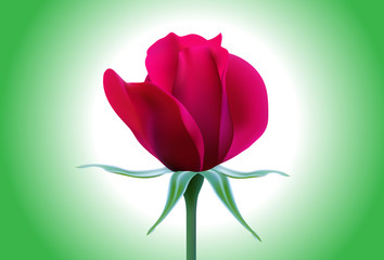 Red Rose. vector illustration of a red rose,