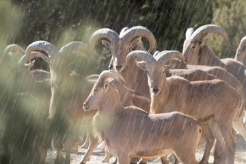 Obraz premium Aoudad sheep in the rain