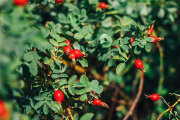 rosehip tree and fruity, rosehip gathering, rosehip fruit for herbal treatment, ripe rosehip fruit,