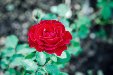 Red roses in the front garden. For Valentine's Day