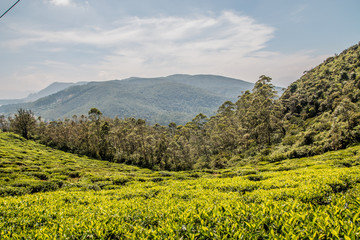 Fototapeta na wymiar Tea fields Sri Lanka