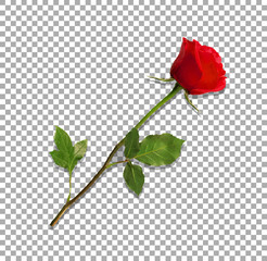 highly detailed flower of red rose isolated on transparent