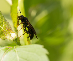 Vermont Wasp