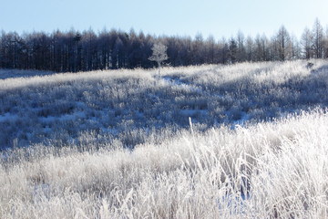 霧ヶ峰高原夜明けの霧氷