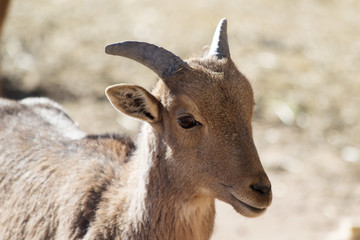 Baby Aoudad sheep