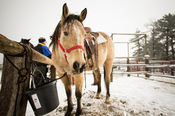 Buckskin Horse with Red Halter