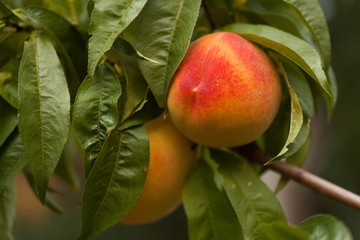 Peaches