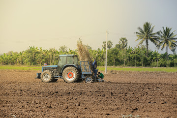 Obraz premium Agricultural machinery, sugar cane.