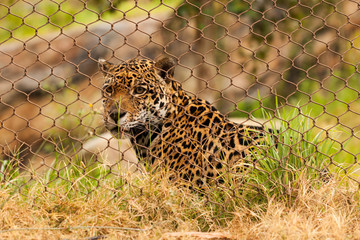 Leopard at a Zoo