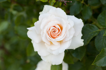 White Rose