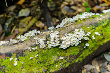 Moss and wild mushrooms on logs in Kew Mae Pan Nature Trail Trekking trail leading through jungle