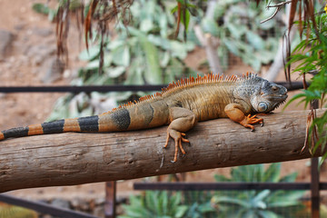 brown  iguana