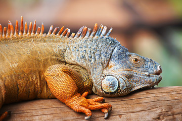 brown  iguana