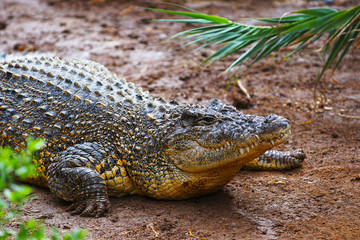 crocodile on sand