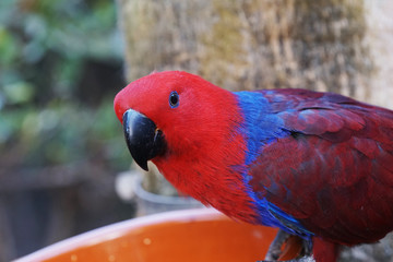 parrot in  park