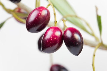 olives fresh ripe isolated on a branch ,tree