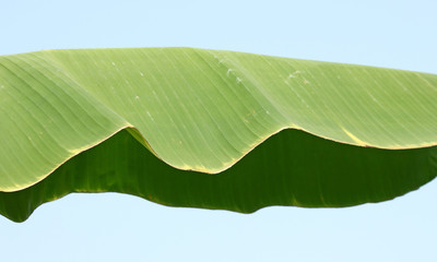 banana tree leaves