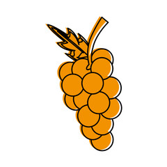 Fresh grapes fruit icon vector illustration graphic design