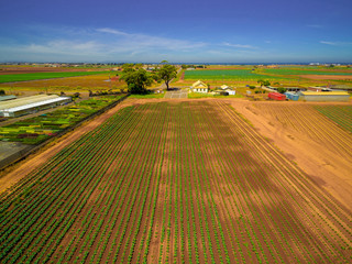 Aerial view of green young field crops on bright summer day. Werribee South, Melbourne, Australia