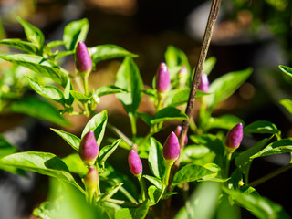 Close-up detail of multiple purple ornamental chilli peppers growing from the potted plant in a garden during a sunny day. Nakhon Ratchasima, Thailand. Travel and nature concept.