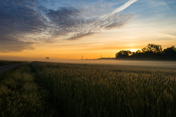 Kornfeld bei Nebel zum Sonnenaufgang