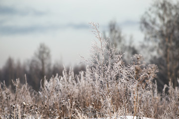 dry grass in frost