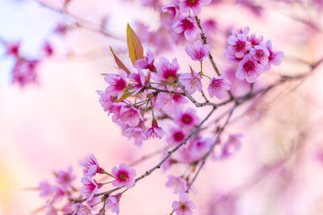 Full pink cherry blossom at khun wang, chiang mai, Thailand