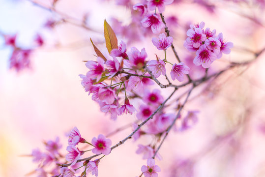 Full pink cherry blossom at khun wang, chiang mai, Thailand