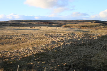 Naklejka premium iceland