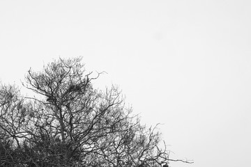 Fototapeta na wymiar abstract dead tree
